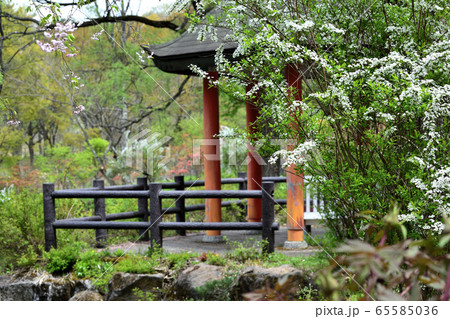 5月山形野草園 ベニシダレ 5月山形野草園 ベニシダレ 65585036