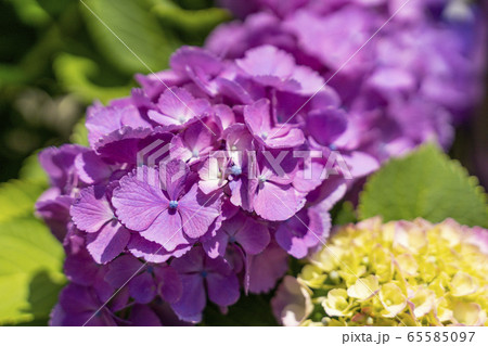 アジサイの花 65585097