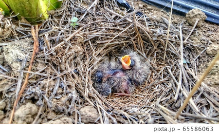 ヒバリの雛 65586063