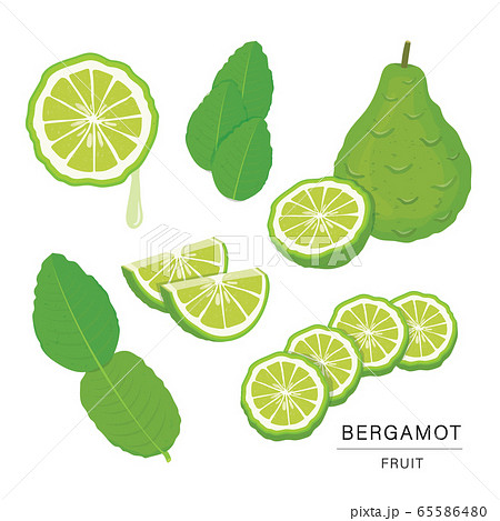 Set Of Bergamot Fruit Slices Organic And のイラスト素材