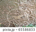 蛾の保護色 65586833