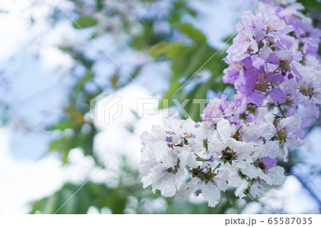 Selective focus of beautiful colorful flowers with Selective focus of beautiful colorful flowers with 65587035