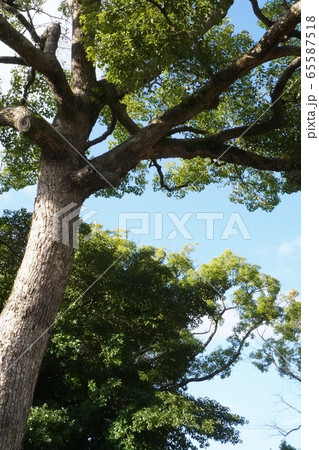 高皇産霊神社(山田神社) 高皇産霊神社(山田神社) 65587518