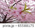 桜 65588175