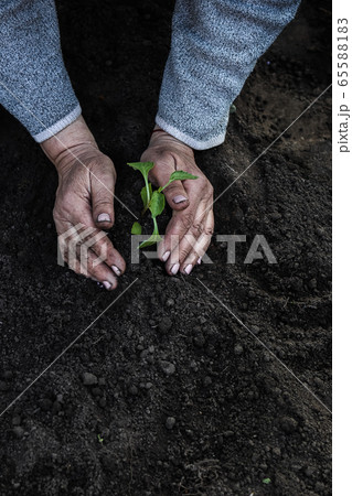 cropped female elderly hands plant a young plant of tomato seedlings in the ground. Concept cropped female elderly hands plant a young plant of tomato seedlings in the ground. Concept 65588183