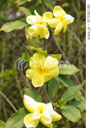 オオバイ 黄色花 オオバイ 黄色花 65588186