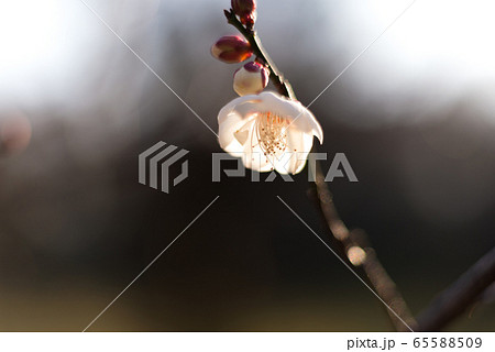 花　植物　梅　冬　初春 65588509