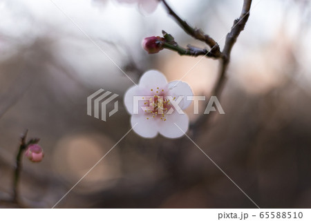 花　植物　梅　冬　初春 65588510