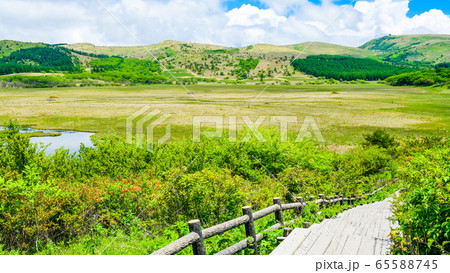 信州・八島ヶ原湿原(八島湿原)の風景:6月 信州・八島ヶ原湿原(八島湿原)の風景:6月 65588745