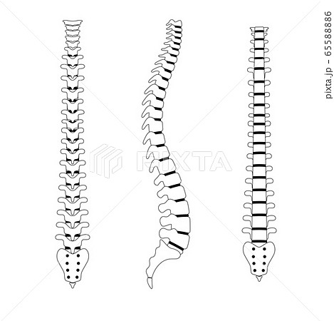 Anatomy of the Spinal Cord And Its Functions  Bodytomy  Spinal cord  anatomy Anatomy Spinal cord