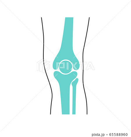 Knee Joint and meniscus anatomy Knee Joint and meniscus anatomy 65588960
