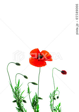 Poppy flower collection on white background, isolated.  65589066