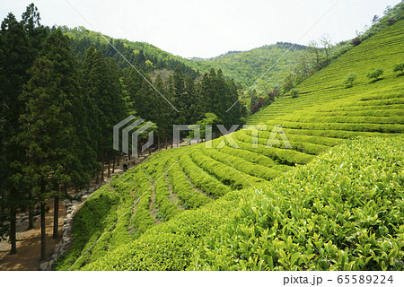 緑茶畑 の多元 宝城郡 65589224