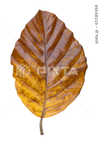 Big yellow leaf of a tree on a white background Big yellow leaf of a tree on a white background 65589366