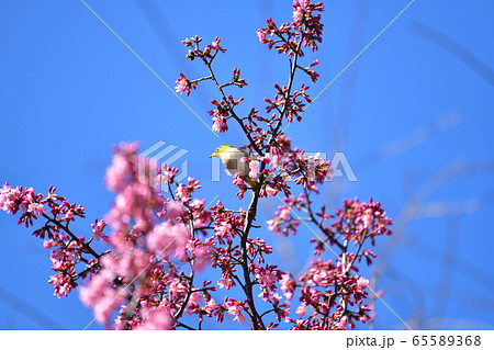 オカメ桜とメジロ 65589368