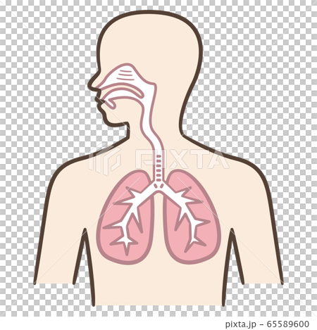 Respirator human body 65589600