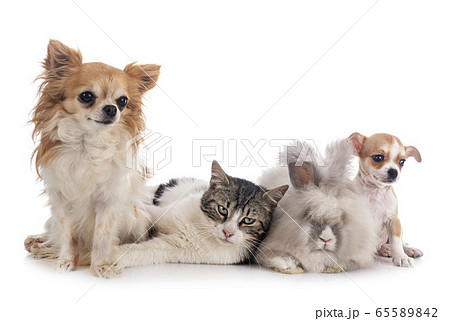 rabit, cat and chihuahua rabit, cat and chihuahua 65589842