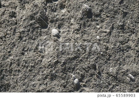 山梨県見延町　小原島の貝化石 65589903