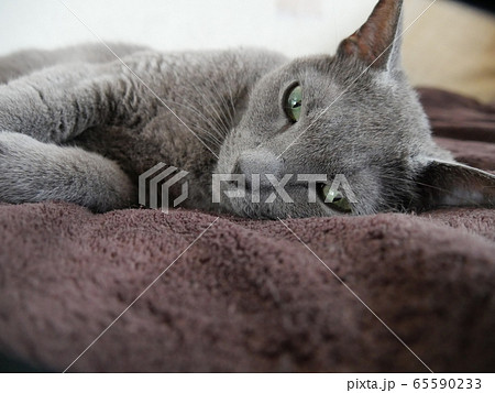 ロシアンブルー 65590233