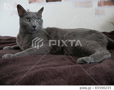 ロシアンブルー ロシアンブルー 65590235