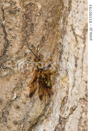 生き物 昆虫 二ホンヒラタタマバチ、大きさは一、五センチほど。虎模様が美しい 生き物 昆虫 二ホンヒラタタマバチ、大きさは一、五センチほど。虎模様が美しい 65590793