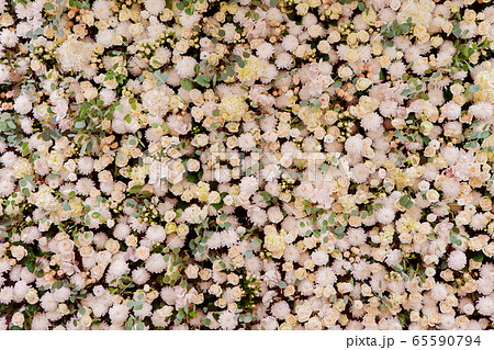 A large flower wall of pink roses and chrysanthemums. 65590794