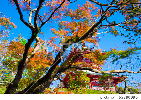 成田山公園の紅葉と平和の大塔 秋 （千葉県成田市） 2019年11月 65590999