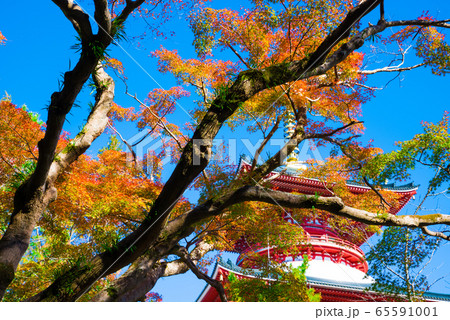 成田山公園の紅葉と平和の大塔 秋 (千葉県成田市) 2019年11月 成田山公園の紅葉と平和の大塔 秋 (千葉県成田市) 2019年11月 65591001