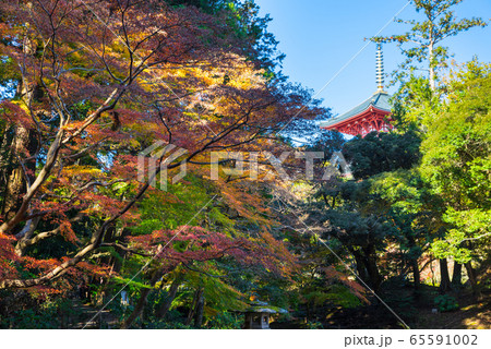 秋の成田山公園 紅葉風景 （千葉県成田市） 2019年11月 65591002