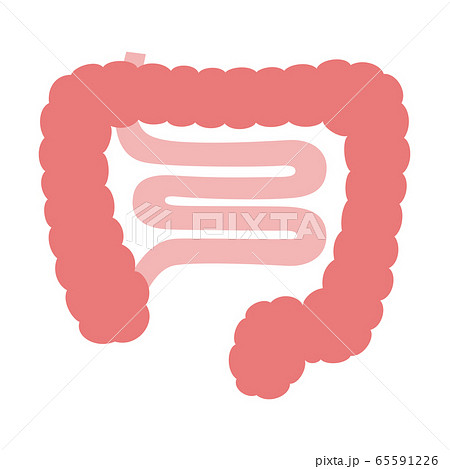 キレイなピンク色の大腸と小腸のイラスト のイラスト素材