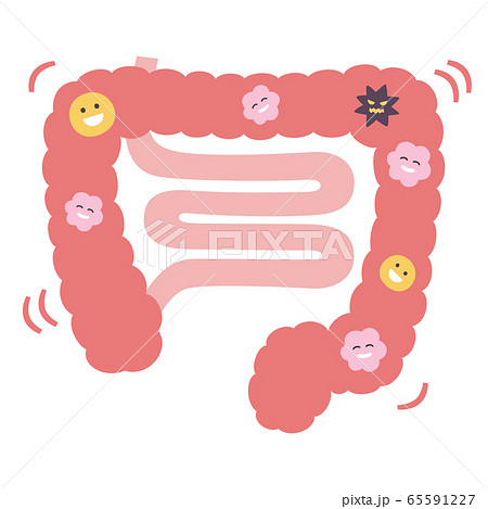 腸内フローラのバランスが良いピンク色の大腸と小腸のイラスト の