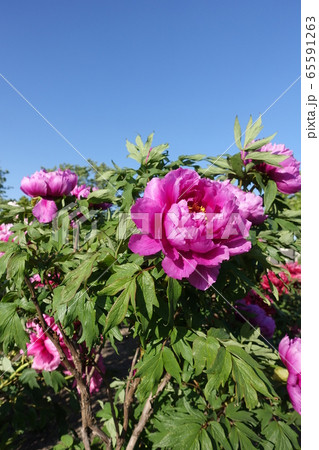 牡丹 ぼたん ボタン 牡丹 ぼたん ボタン 65591263