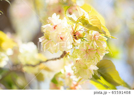 日本の桜の一種「ウコン（鬱金）：Grandiflora」学名：Cerasus lannesiana  65591408
