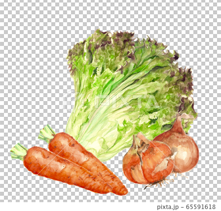 蔬菜集陽光生菜胡蘿蔔洋蔥[水彩] 65591618