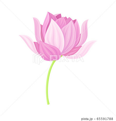Lotus Flower with Large Showy Petals Isolated on White Background Vector Illustration Lotus Flower with Large Showy Petals Isolated on White Background Vector Illustration 65591788