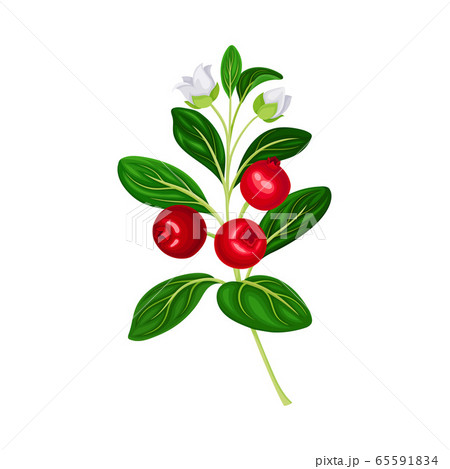 Green Branch of Lingonberry or Mountain Cranberry with Oval Leaves and Blooming Flowers Bearing Edible Red Fruit Vector Illustration Green Branch of Lingonberry or Mountain Cranberry with Oval Leaves and Blooming Flowers Bearing Edible Red Fruit Vector Illustration 65591834