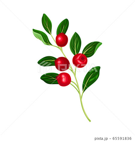Branch of Lingonberry with Oval Leaves Bearing Edible Red Fruit Vector Illustration Branch of Lingonberry with Oval Leaves Bearing Edible Red Fruit Vector Illustration 65591836