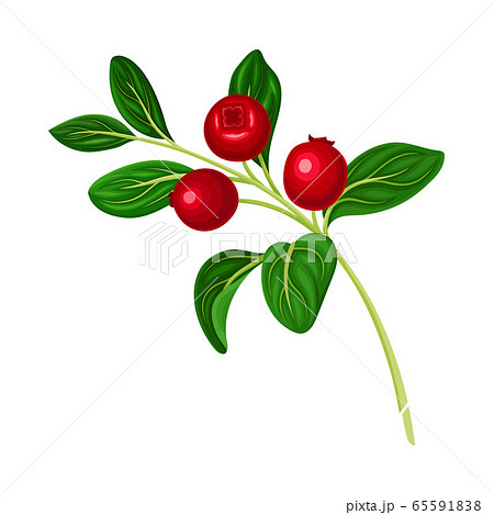 Branch of Lingonberry with Oval Leaves Bearing Edible Red Fruit Vector Illustration Branch of Lingonberry with Oval Leaves Bearing Edible Red Fruit Vector Illustration 65591838