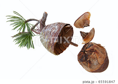 ヒマラヤ杉の松ぼっくり シダーローズ球果 台風で落下 割ってみたの写真素材