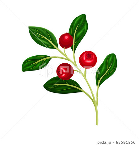 Branch of Lingonberry with Oval Leaves Bearing Edible Red Fruit Vector Illustration Branch of Lingonberry with Oval Leaves Bearing Edible Red Fruit Vector Illustration 65591856