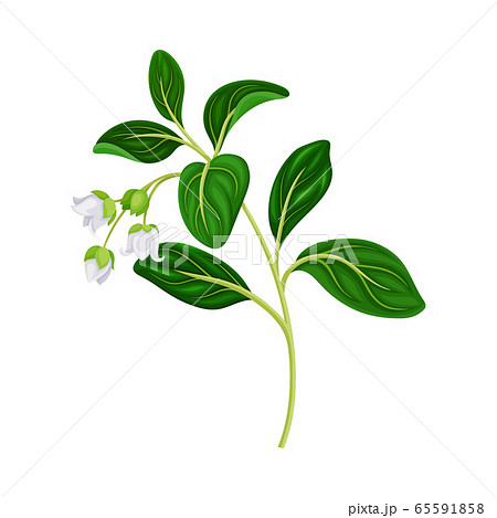 Green Branch of Lingonberry or Mountain Cranberry with Oval Leaves and Blooming Flowers Vector Illustration Green Branch of Lingonberry or Mountain Cranberry with Oval Leaves and Blooming Flowers Vector Illustration 65591858