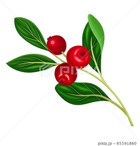 Branch of Lingonberry with Oval Leaves Bearing Edible Red Fruit Vector Illustration Branch of Lingonberry with Oval Leaves Bearing Edible Red Fruit Vector Illustration 65591860