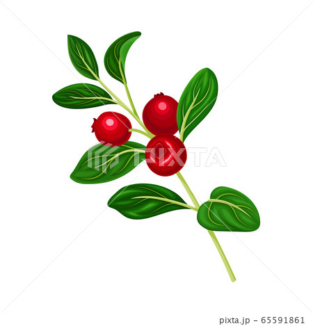 Lingonberry Branch with Oval Leaves Bearing Edible Red Fruit Vector Illustration Lingonberry Branch with Oval Leaves Bearing Edible Red Fruit Vector Illustration 65591861