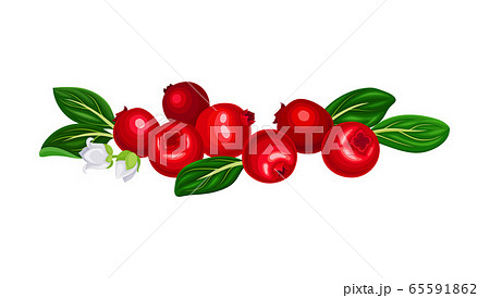 Pile of Lingonberry Red Fruit with Oval Leaves Vector Illustration Pile of Lingonberry Red Fruit with Oval Leaves Vector Illustration 65591862