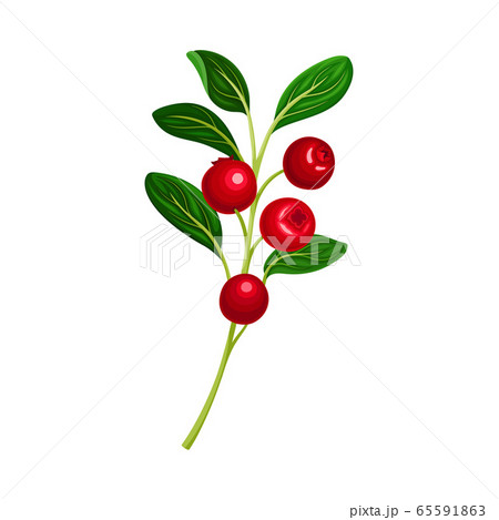Lingonberry Branch with Oval Leaves Bearing Edible Red Fruit Vector Illustration Lingonberry Branch with Oval Leaves Bearing Edible Red Fruit Vector Illustration 65591863