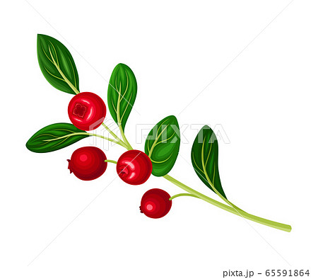 Lingonberry Branch with Oval Leaves Bearing Edible Red Fruit Vector Illustration Lingonberry Branch with Oval Leaves Bearing Edible Red Fruit Vector Illustration 65591864