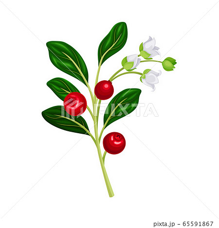 Green Branch of Lingonberry or Mountain Cranberry with Oval Leaves and Blooming Flowers Bearing Edible Red Fruit Vector Illustration Green Branch of Lingonberry or Mountain Cranberry with Oval Leaves and Blooming Flowers Bearing Edible Red Fruit Vector Illustration 65591867