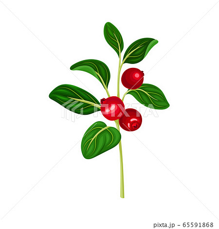 Lingonberry Branch with Oval Leaves Bearing Edible Red Fruit Vector Illustration Lingonberry Branch with Oval Leaves Bearing Edible Red Fruit Vector Illustration 65591868