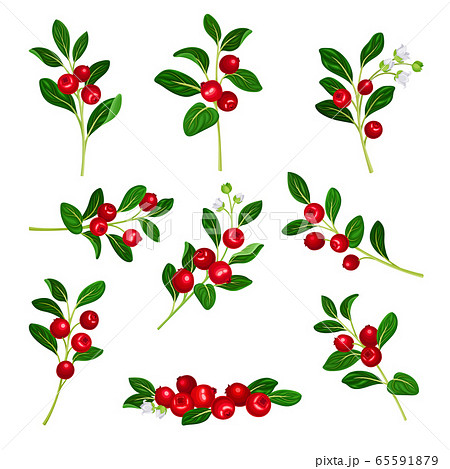 Lingonberry Branches with Oval Leaves Bearing Edible Red Fruit Vector Set Lingonberry Branches with Oval Leaves Bearing Edible Red Fruit Vector Set 65591879