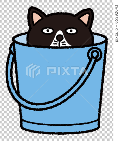 バケツの中からハチワレ猫 65592043